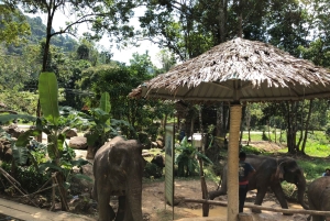 From Phuket & Khao Lak: Elephant Care with Waterfall Visit