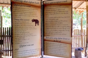 From Phuket & Khao Lak: Elephant Care with Waterfall Visit