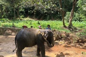 From Phuket & Khao Lak: Elephant Care with Waterfall Visit