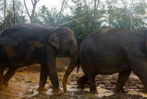 Von Phuket aus: Khao Lak Elefanten-Schutzgebiet Ganztagestour