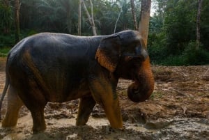 Desde Phuket: Excursión de día completo al Santuario de Elefantes de Khao Lak