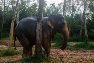 Au départ de Phuket : Visite d'une jounée du sanctuaire des éléphants de Khao Lak
