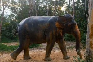 De Phuket: Excursão de dia inteiro ao santuário de elefantes de Khao Lak