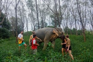 Phuketista: Khao Lak Elefanttipyhäkkö kokopäiväretki: Khao Lak Elephant Sanctuary Full-Day Tour