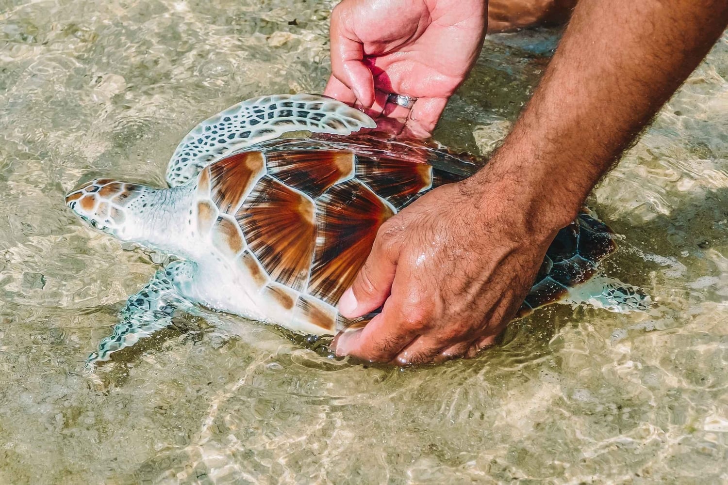 푸켓에서 출발: 카오락 하이라이트 전일 투어