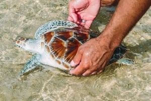 푸켓에서 출발: 카오락 하이라이트 전일 투어