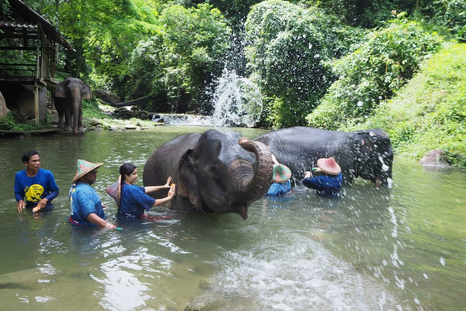 From Phuket & Khao Lak: River Kayak & Elephant Care