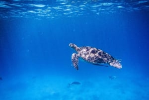 Phuketista/Khao Lakista: Similan Islands Snorkeling Tour
