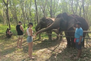 From Phuket: Khaolak Elephant Sanctuary Tour and Lunch