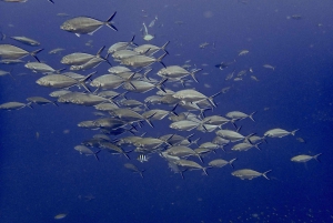 From Phuket/Khaolak: Surin Islands Snorkeling Day Trip