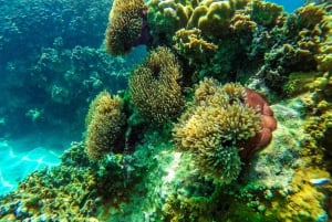 Da Phuket: Snorkeling pigro e esplorazione a Bamboo e Phi Phi