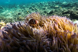 プーケット発：バンブーとピピ島でのんびりシュノーケリングと探検