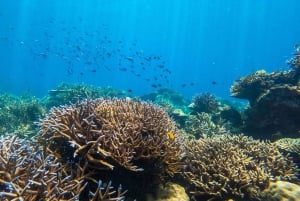 From Phuket or Khaolak: Surin Islands Day Trip