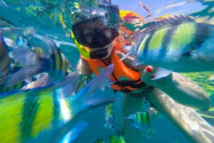 From Phuket: Phi Phi and Maya Bay Snorkeling by Speedboat
