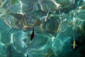 Desde Phuket: Snorkel en Phi Phi y Maya Bay en lancha rápida