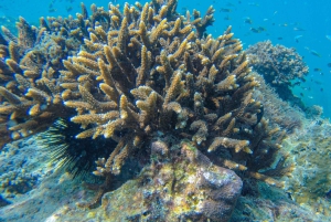 Desde Phuket: Snorkel en Phi Phi y Maya Bay en lancha rápida