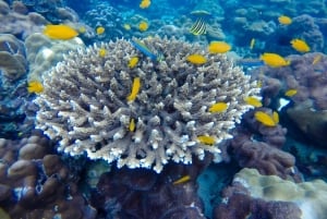 From Phuket: Phi Phi and Maya Bay Snorkeling by Speedboat