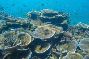 From Phuket: Phi Phi and Maya Bay Snorkeling by Speedboat