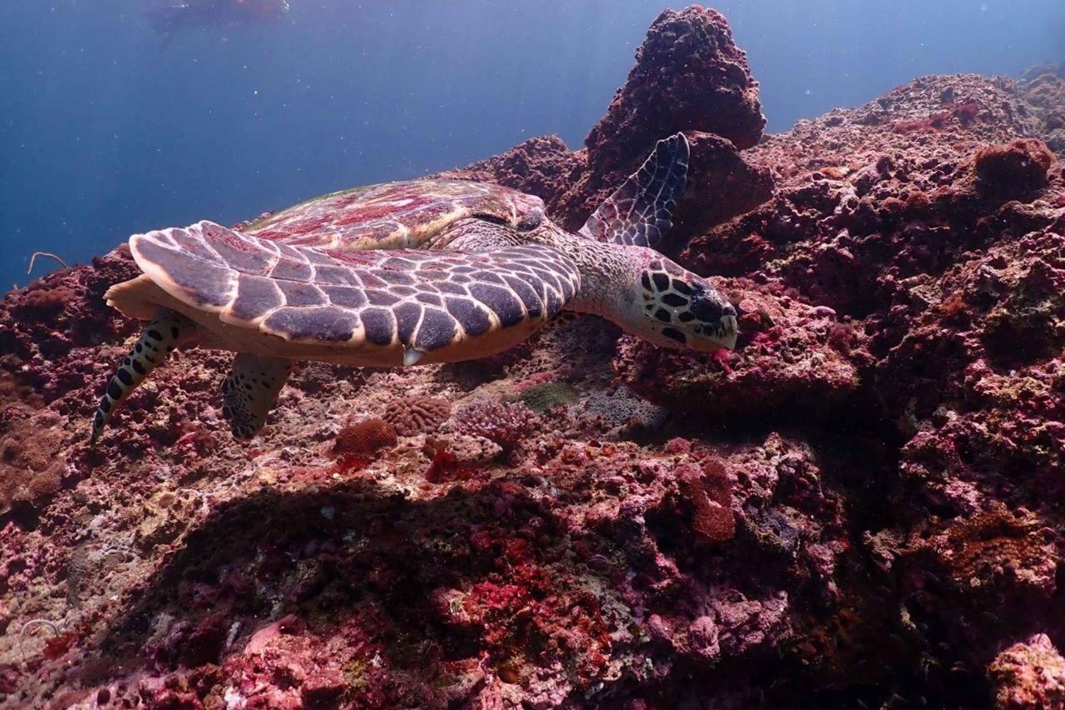 Fra Phuket: Speedbådstur til Phi Phi-øerne