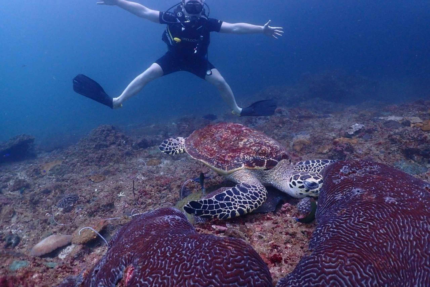 Fra Phuket: Speedbådstur til Phi Phi-øerne