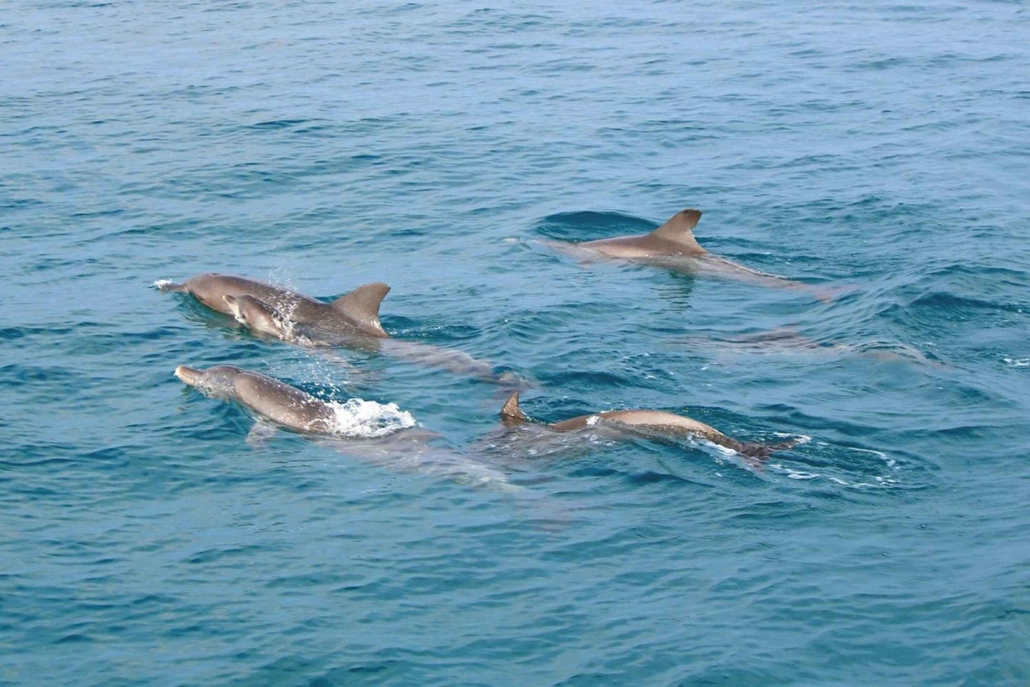 From Phuket: Racha & Maiton Island Dolphin Expedition