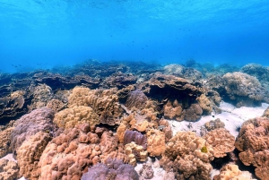 From Phuket: Racha & Maiton Island Dolphin Expedition