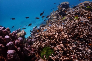 From Phuket: Racha & Maiton Island Dolphin Expedition