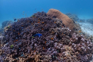 From Phuket: Racha & Maiton Island Dolphin Expedition