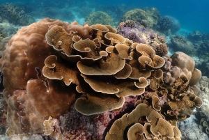 From Phuket: Racha & Maiton Island Dolphin Expedition