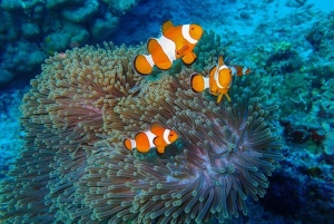 푸켓 출발: 시밀란 제도 당일 여행