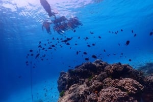 Da Phuket: Viaggio di lusso alle Isole Similan in catamarano veloce