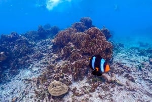 Da Phuket: Viaggio di lusso alle Isole Similan in catamarano veloce
