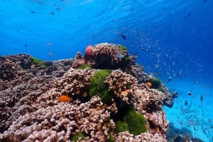 Da Phuket: Viaggio di lusso alle Isole Similan in catamarano veloce