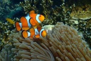 푸켓 출발: 점심 포함 수린 제도 스노클링 당일 여행