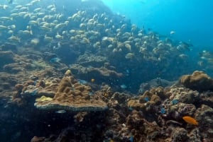 2 immersioni nella splendida barriera corallina della spiaggia nel cuore di Phuket