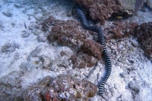 2 immersioni nella splendida barriera corallina della spiaggia nel cuore di Phuket