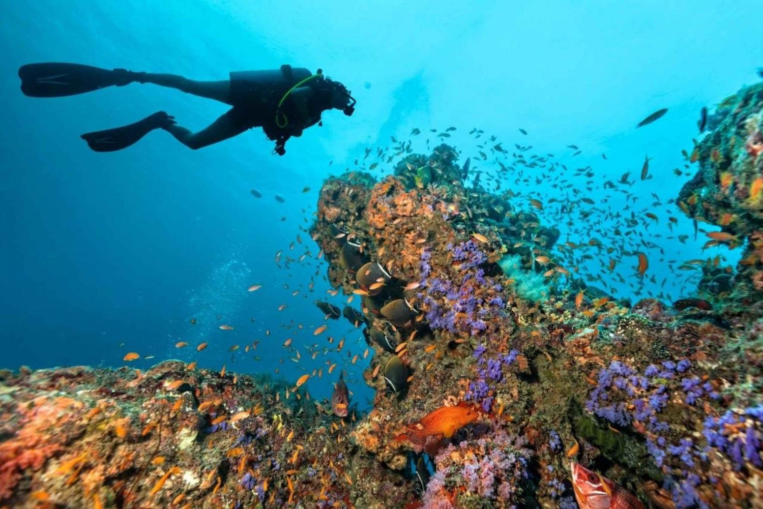 3 mergulhos divertidos para certificados: Ilhas Phi Phi e Shark Point