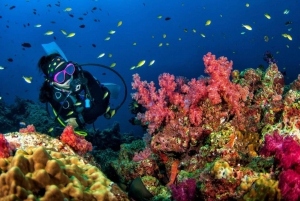 3 Fun Dives for Certified: Phi Phi islands and Shark Point