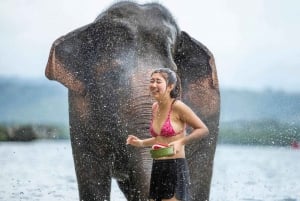Programme d'une demi-journée avec un éléphant sur la plage (3h30)
