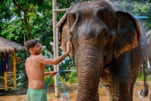 Phuket: Fütterung und Regenschauer im Elefantencamp mit Meerblick