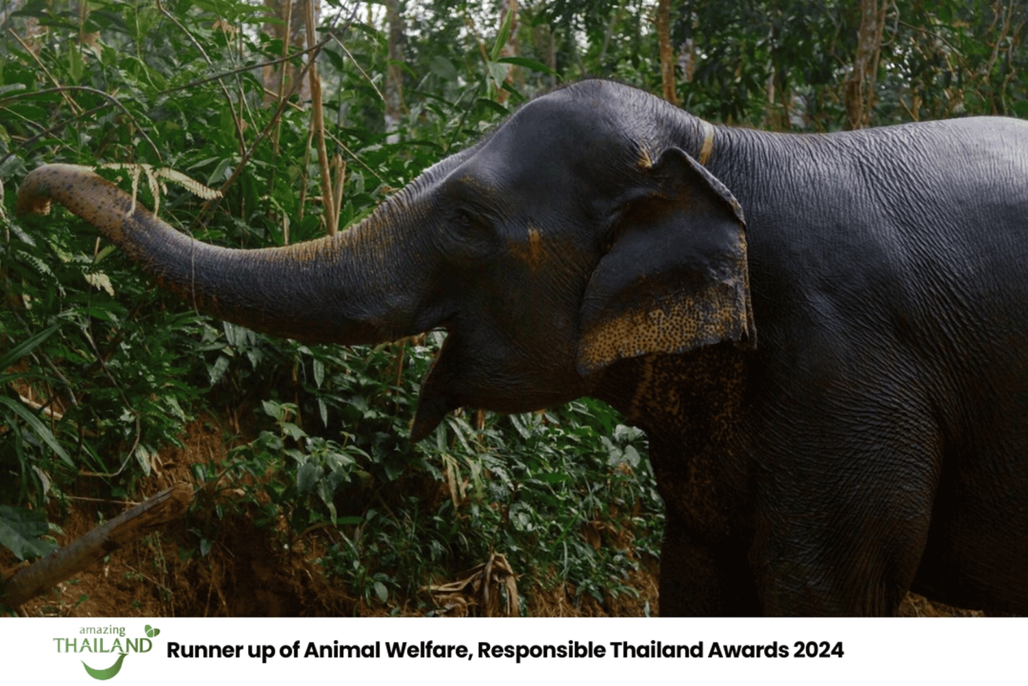Khao Lak: Koko päivän norsujen suojelualueen elämys pienille ryhmille