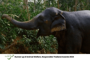 Khao Lak: Koko päivän norsujen suojelualueen elämys pienille ryhmille