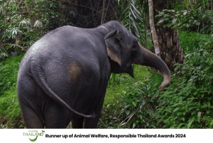 Khao Lak: Koko päivän norsujen suojelualueen elämys pienille ryhmille