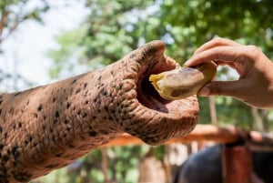 Khao Lak: Excursión en Balsa de Bambú, Elefantes y Centro de Tortugas