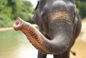 Khao Lak: Kilpikonnakeskuksen retki: Bambu koskenlasku, norsut ja kilpikonnakeskus
