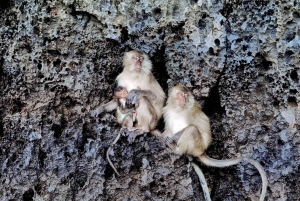 카오락: 프라이빗 롱테일 투어로 즐기는 피피 당일 여행