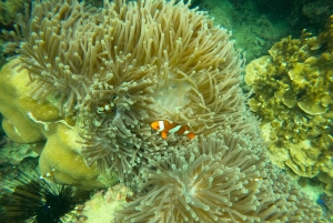 카오락: 프라이빗 롱테일 투어로 즐기는 피피 당일 여행