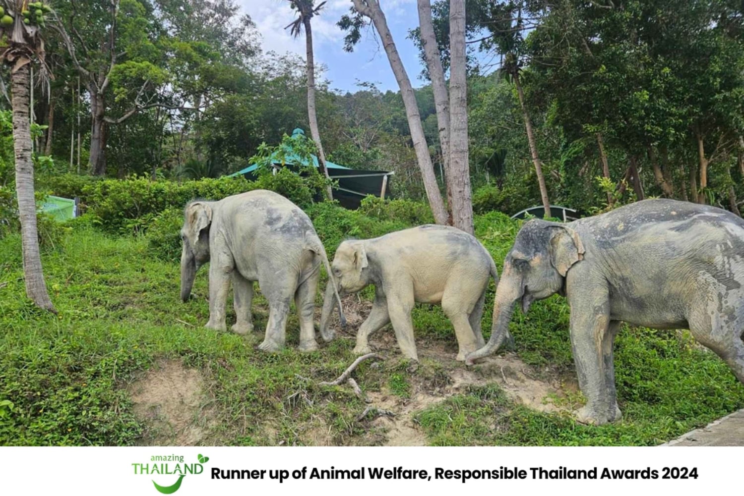 Khao Lak: Guidet tur til elefantsanatorium og transport til hotellet