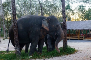 Khao Lak: Halvdagstur med bambusrafting og frokost