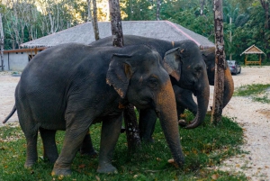 Khao Lak: Halvdagstur med bambusrafting og frokost